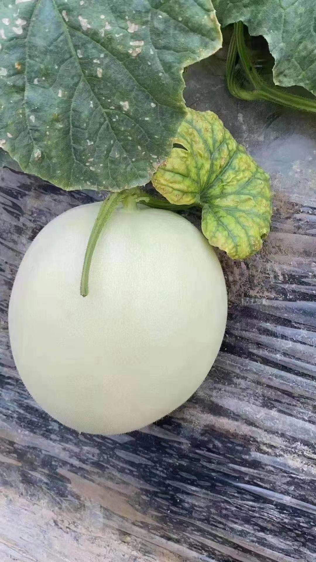 玉菇甜瓜 精品玉菇