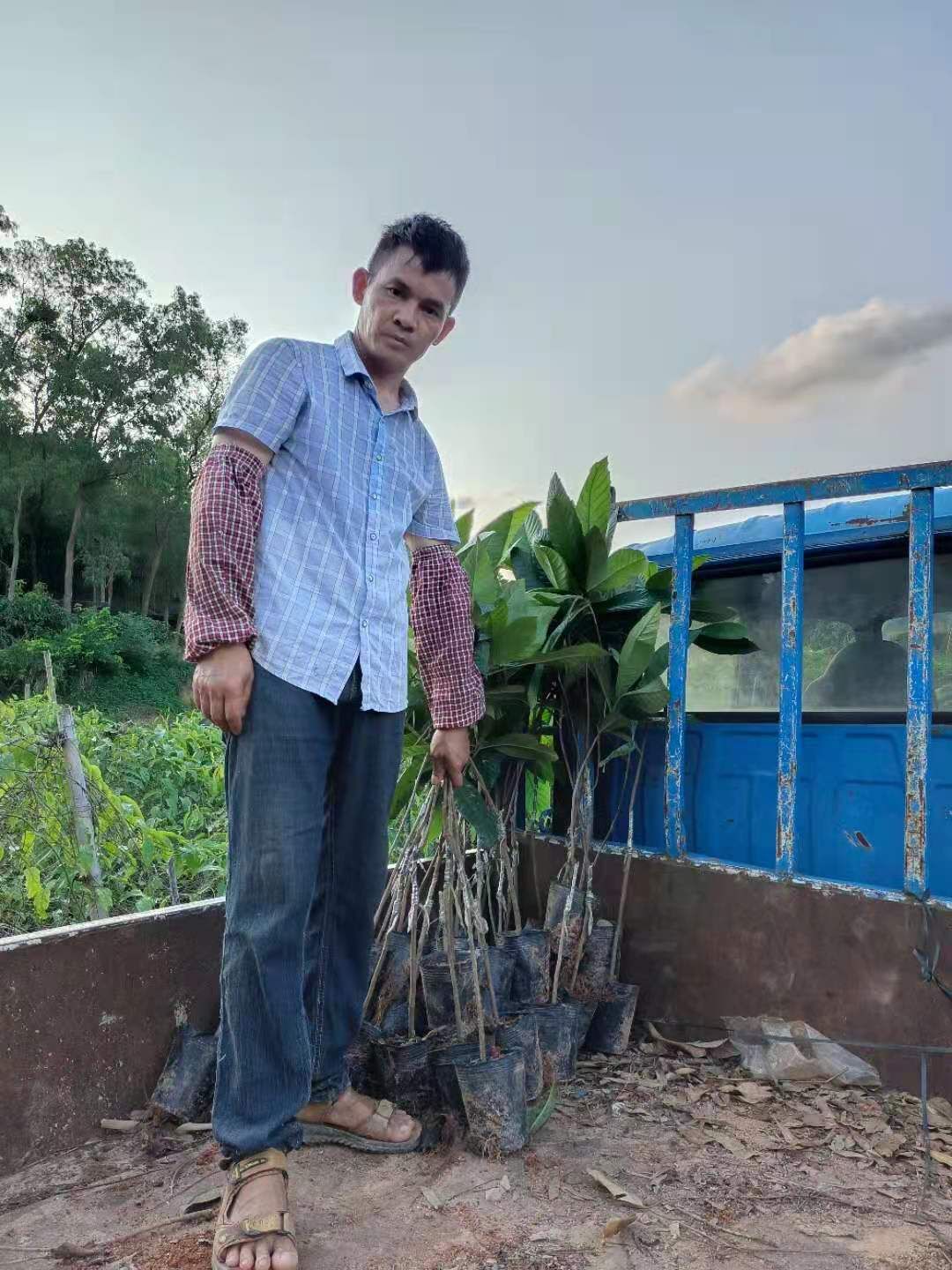大五星枇杷苗  包邮精品【广西灵山县大五星枇杷】嫁接苗/直销