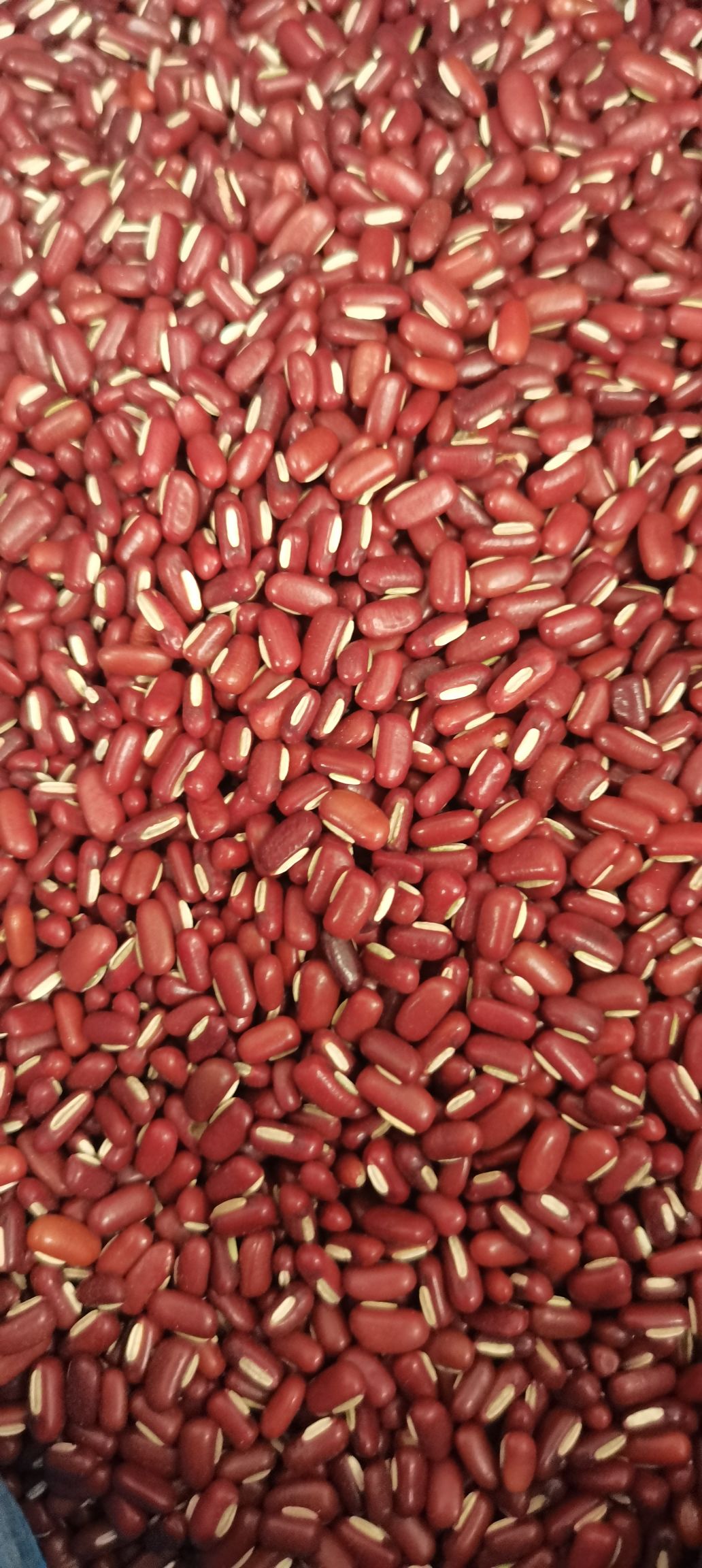赤小豆大粒/小粒50斤装做各种食品加工