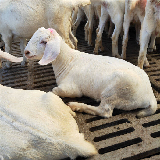新泰市白山羊—山羊—美国大白羊—怀孕母羊—波尔山羊孕羊—纯种公羊