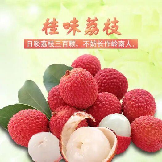 广州桂味荔枝 广东省广州市增城区