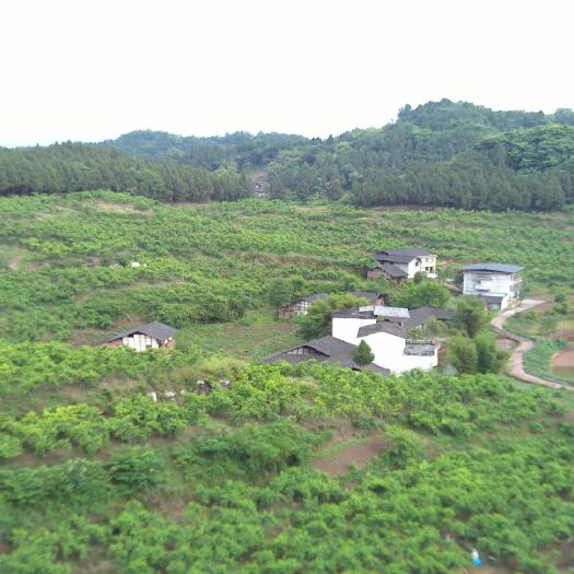 南充毛桃 自己桃园有50万斤桃子，供应电商微商平台，可以帮你一件代发