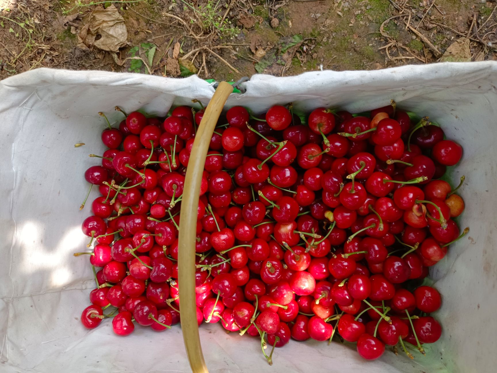 紅燈櫻桃  山東淄博沂源縣大山里的，大櫻桃上市了品種齊全歡迎各地客商。