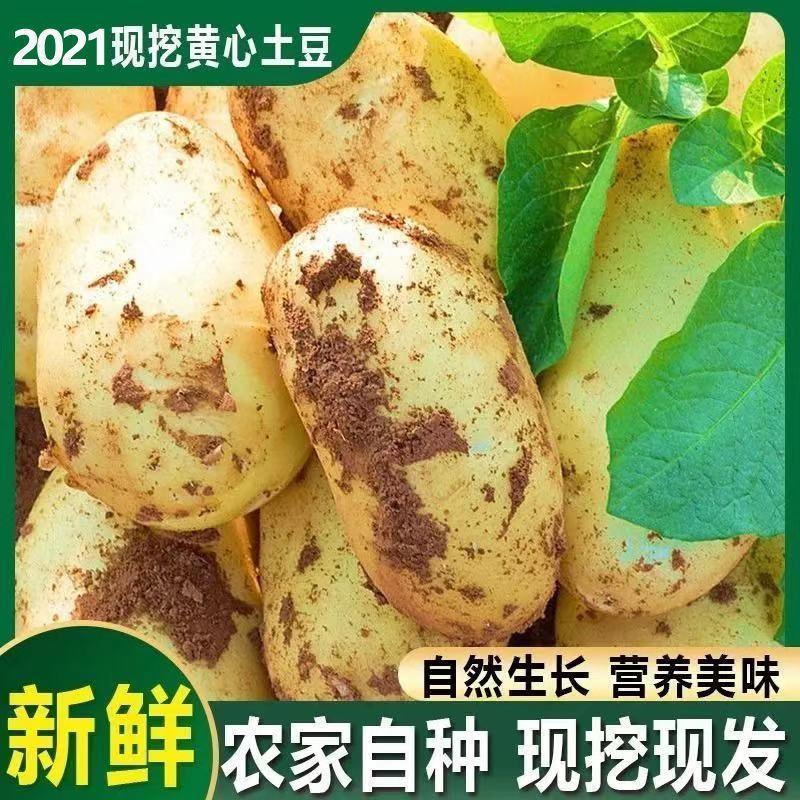荷兰15  土豆 荷兰土豆。山东土豆产地。荷兰十五土豆。黄心