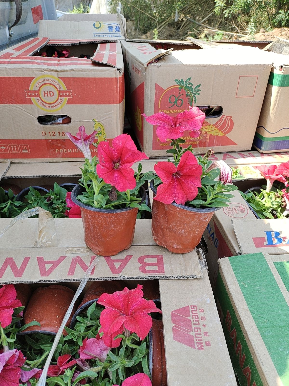 矮牵牛  牵牛花