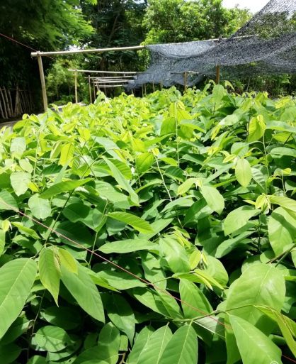 释迦果苗  释迦果树苗林檎苗 番荔枝苗嫁接苗佛陀果ap释迦 凤梨释迦