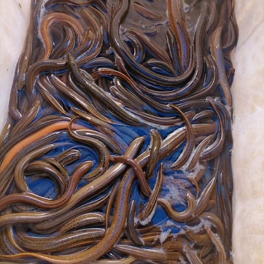 昆明正大9号黄鳝  四川黄鳝，川条