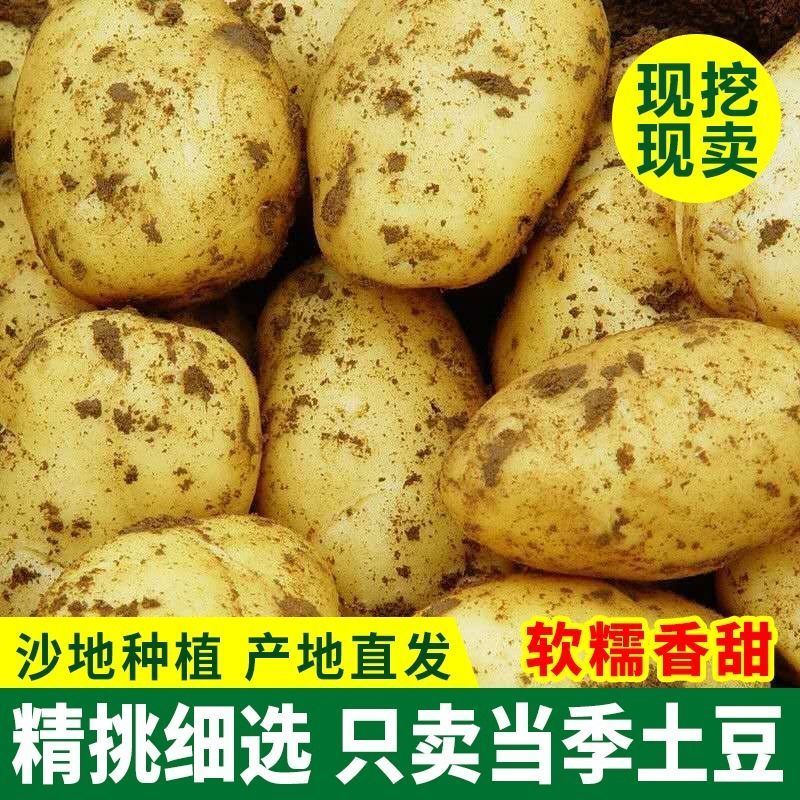 荷兰15  土豆 荷兰土豆。山东土豆产地。荷兰十五土豆。黄心