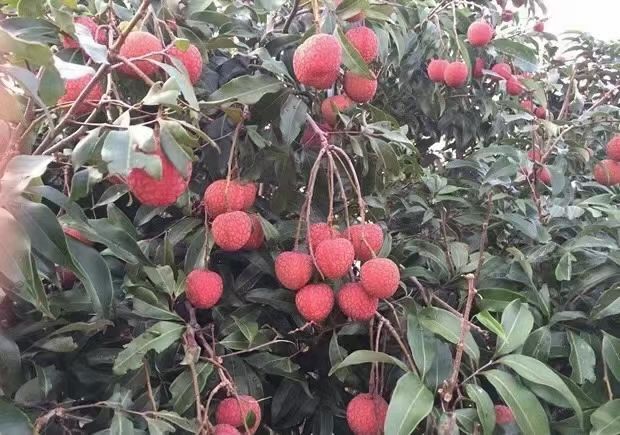长沙白糖罂荔枝 荔枝，荔枝白糖醋荔枝