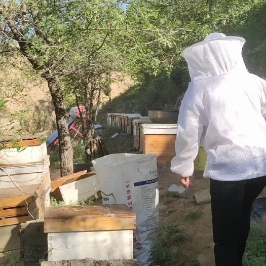 米脂县 陕北米脂农家蜂蜜，当季最火的槐花蜜，清澈纯粹。