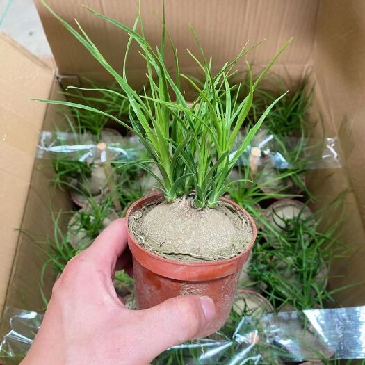 广州酒瓶兰盆栽  酒瓶兰大苗头芽头多酒瓶兰
