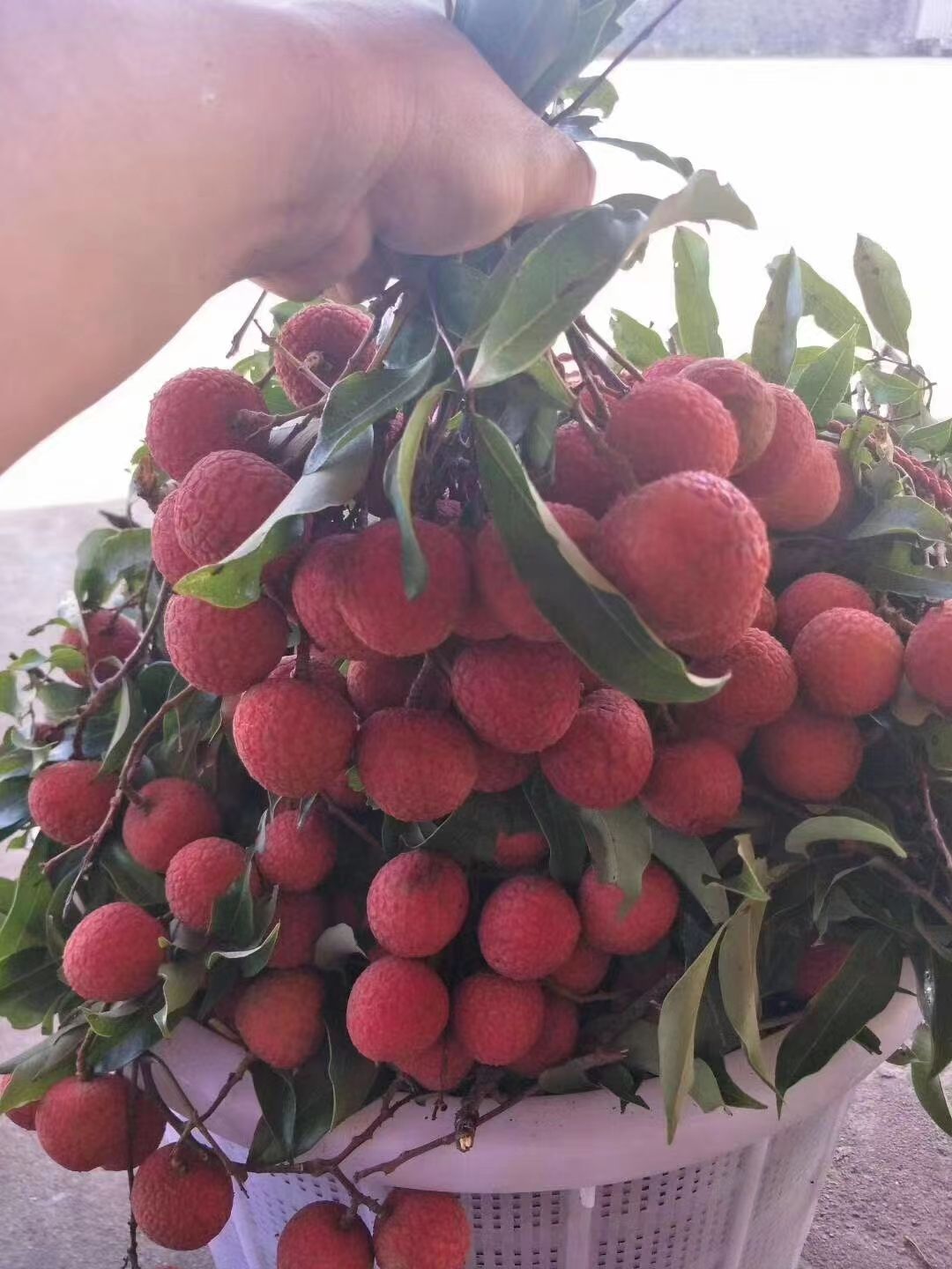 白糖罂荔枝  白糖罂