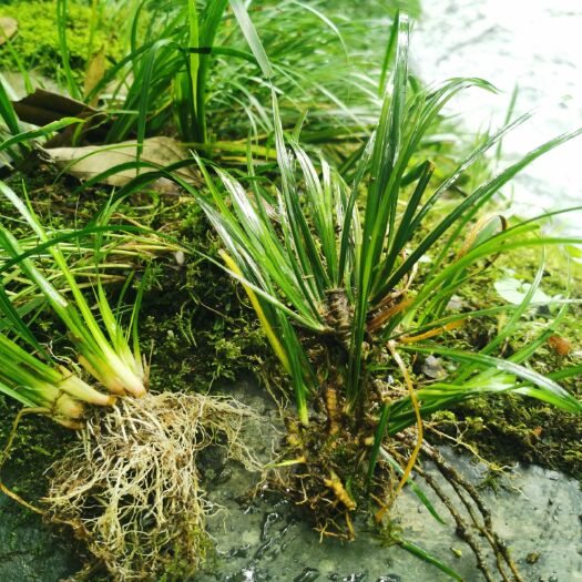 竹溪县 石菖蒲种苗、鲜货大量出售