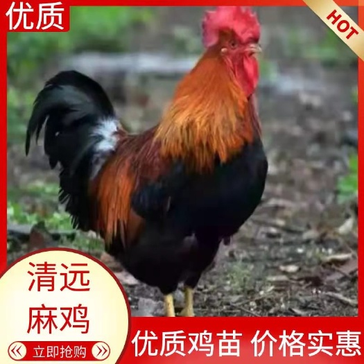 衡南县清远麻阉鸡苗  清远麻二号阉鸡苗 温氏麻二公苗出壳打针