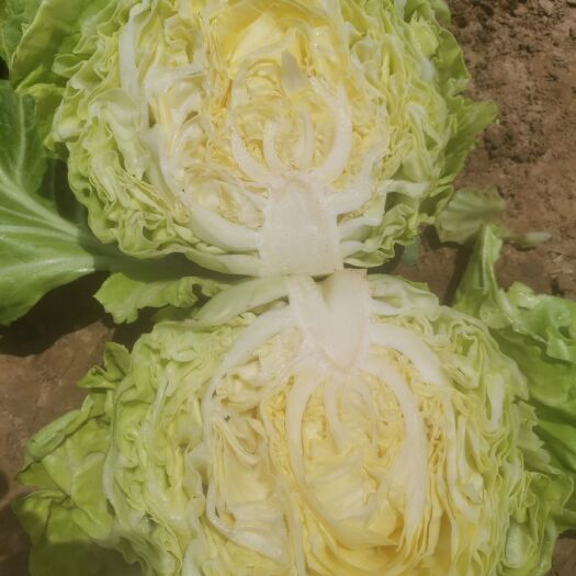 北京包菜  本地  甘蓝陆续上市，口感爽脆，颗形均匀，颜色鲜亮。不是铁头