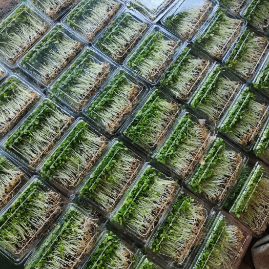 宽城县红油香椿苗 香椿苗