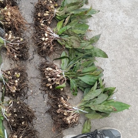 阳新县山慈菇 毛慈菇苗