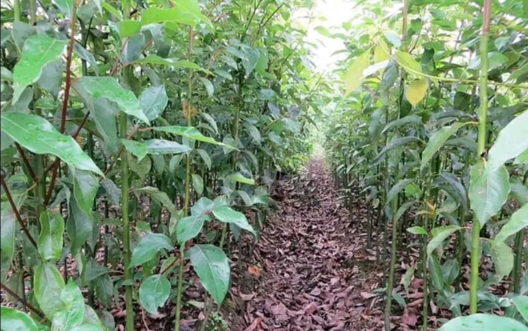  大叶香樟基地直销规格齐全量大
