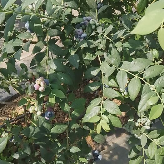 莒南县绿宝石蓝莓  蓝莓丘岭地果香味浓郁