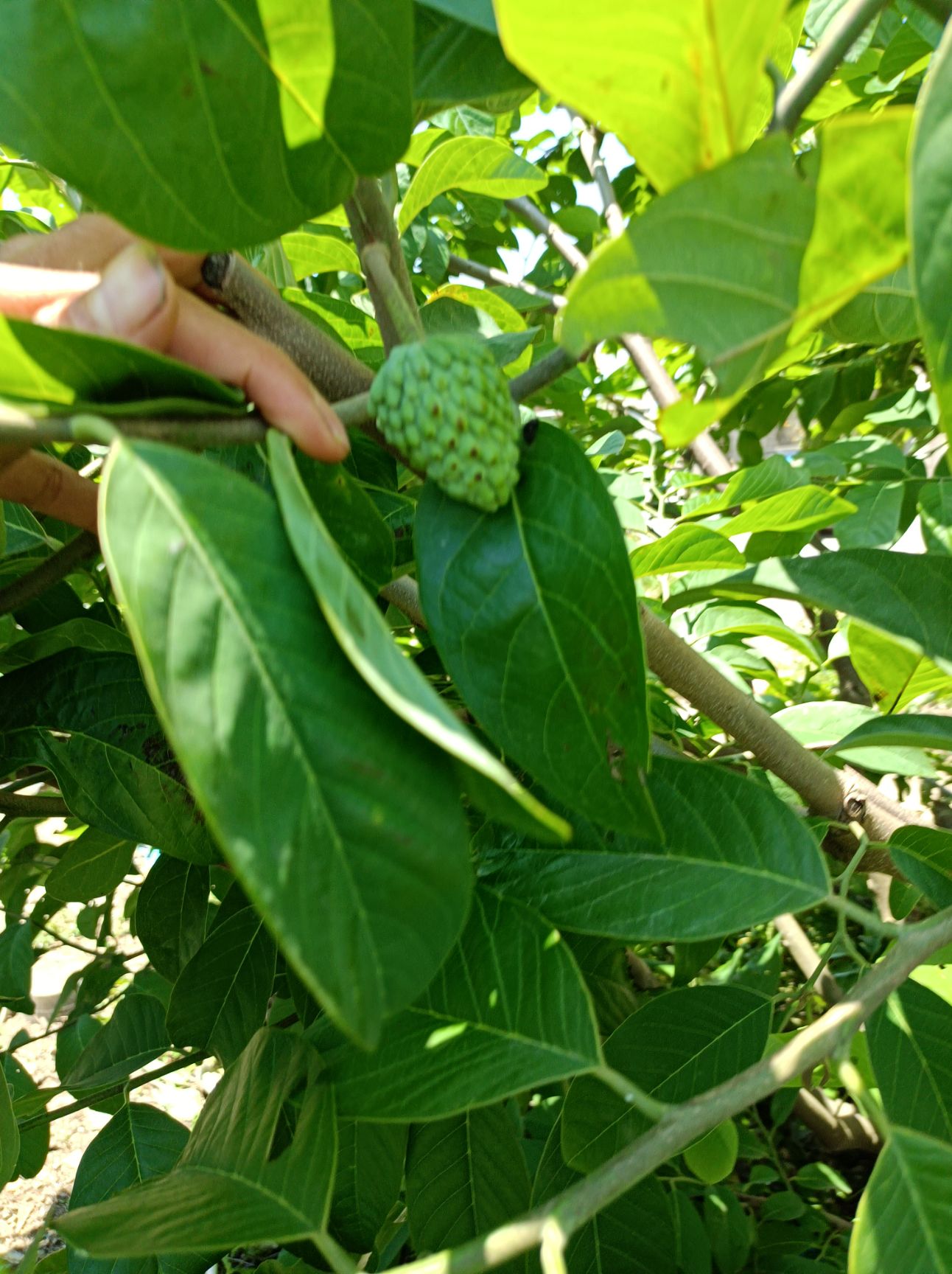 释迦果苗  释迦果树苗林檎苗 番荔枝苗嫁接苗佛陀果ap释迦 凤梨释迦