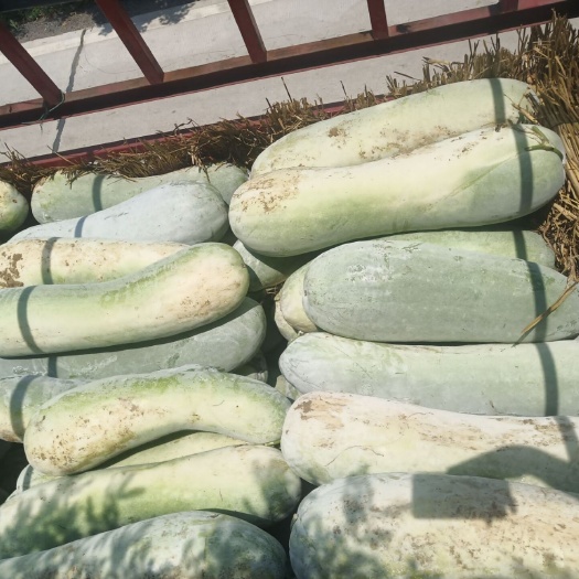 精品白皮冬瓜 产地直销大量供应