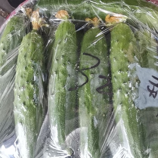 绥中县旱黄瓜  绥中县星河湾农副产品批发市场