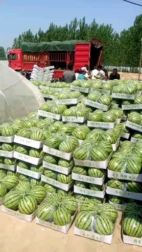 夏邑县 夏邑8424西瓜，皮薄，多汁，口感酥脆，