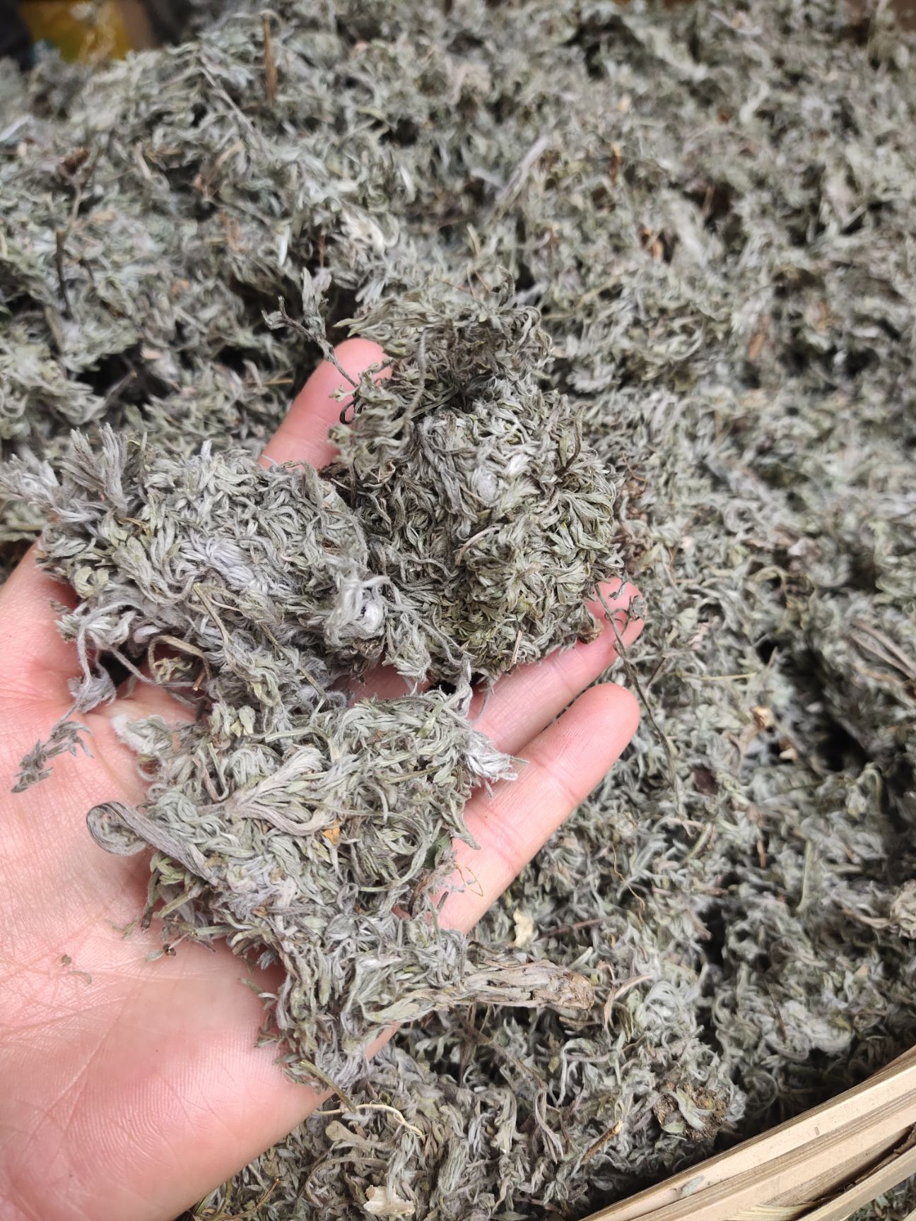 2021新货云南中药材茵陈 三月茵陈锦茵陈茵陈茶白蒿 5