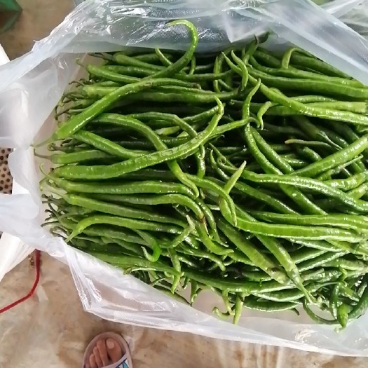  产地直销二荆条