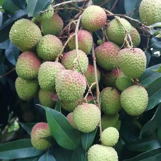 灵山县 灵山妃子笑荔枝