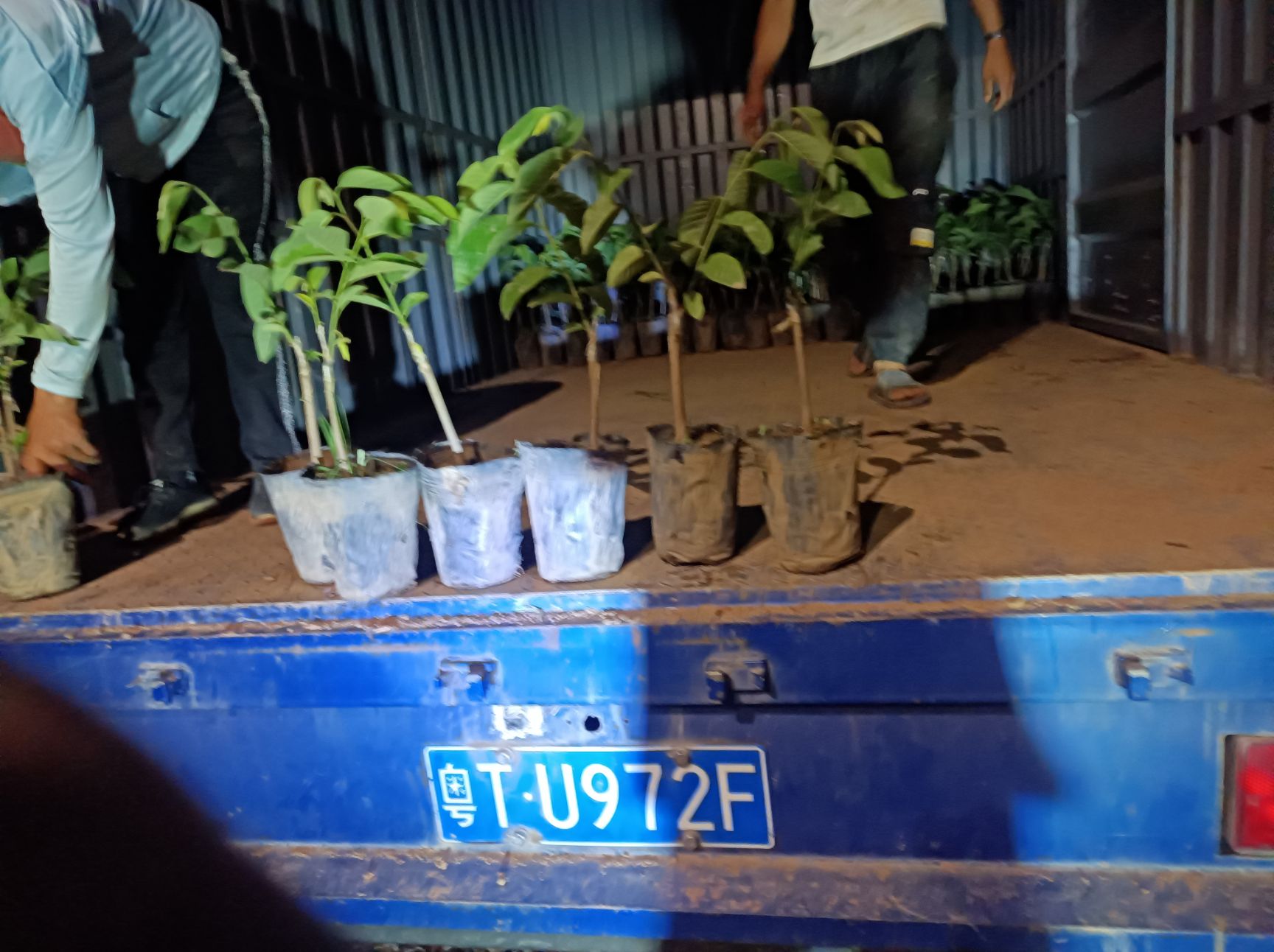 释迦果苗  释迦果树苗林檎苗 番荔枝苗嫁接苗佛陀果ap释迦 凤梨释迦