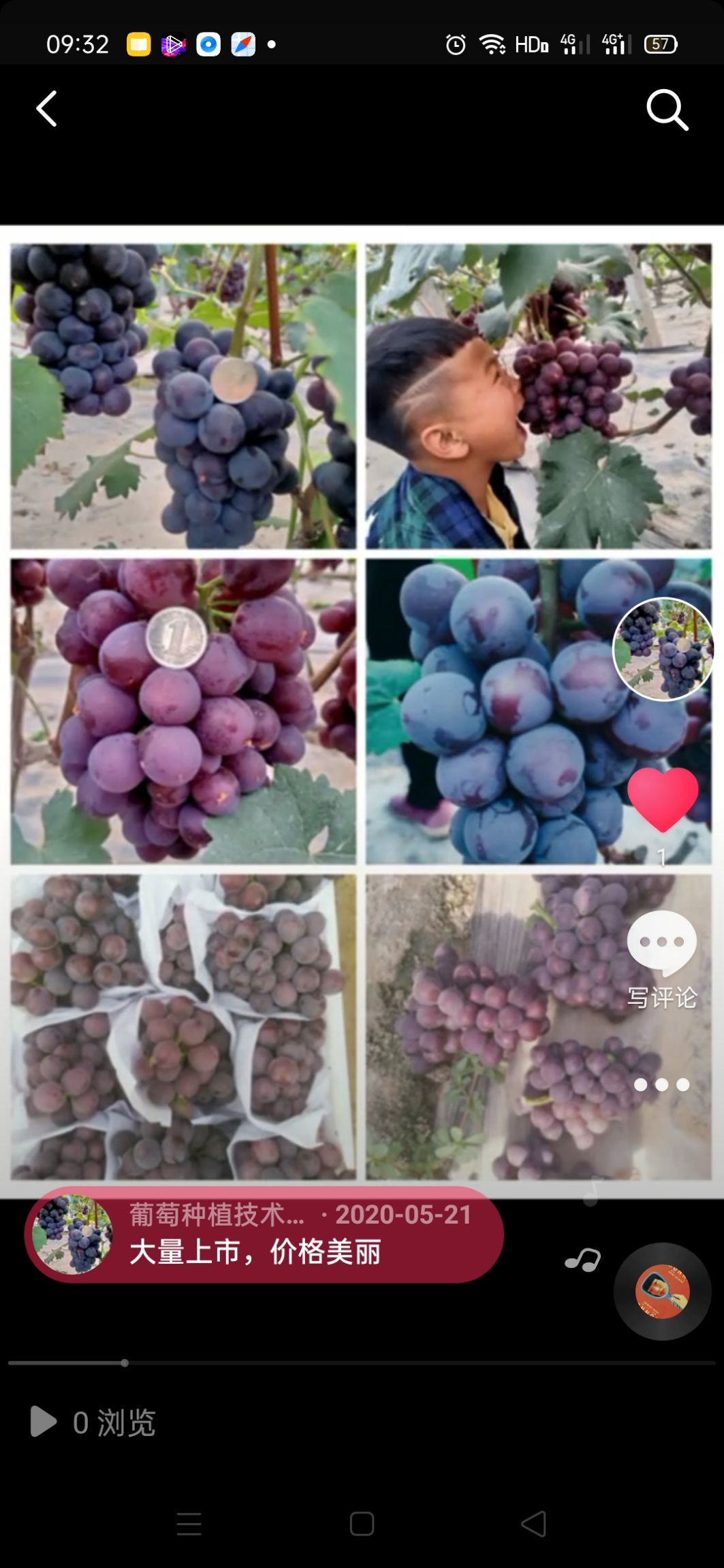 夏黑葡萄 大量供应精品无籽葡萄品种多，如，红无核，乒乓球，维多利亚夏黑