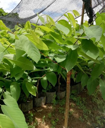 释迦果苗  释迦果树苗林檎苗 番荔枝苗嫁接苗佛陀果ap释迦 凤梨释迦