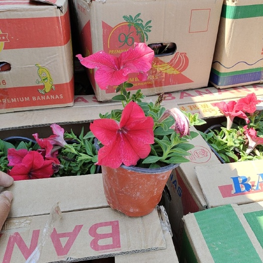 青州市矮牵牛  牵牛花
