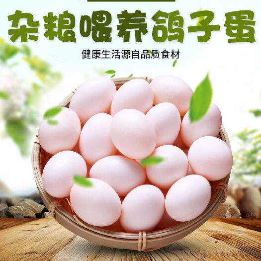 广州鸽子蛋新鲜沂蒙白鸽蛋宝宝辅食杂粮喂养农场直发破蛋包赔顺丰包邮