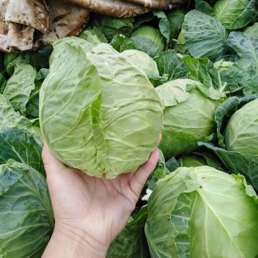 新野县圆包菜  甘蓝，大量上市中，有专业工人，