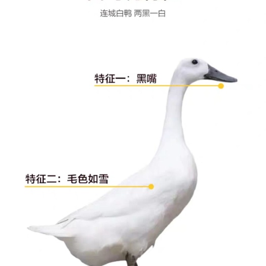 祁阳市白鸭苗  bai鹭鸭苗，种蛋供应
