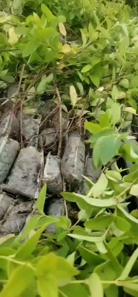 北花一号金银花苗  金银花苗，北花一号，四季，营养杯