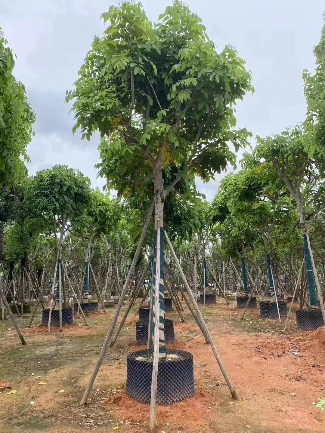 腊肠树 15~18公分公分袋苗假植苗大量出售供应