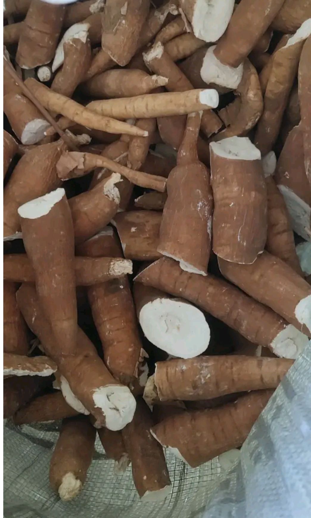 木薯