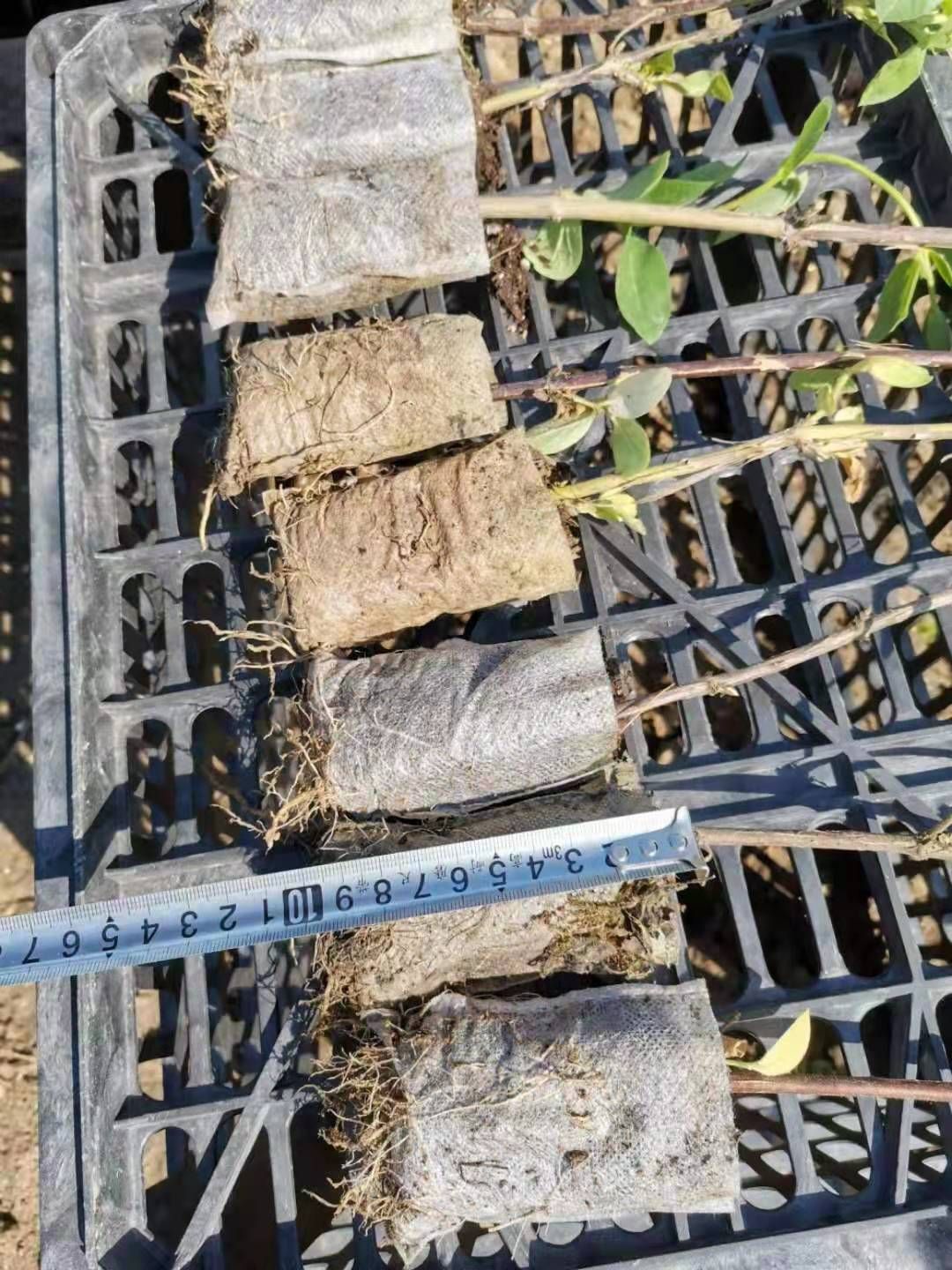 北花一号金银花苗  金银花苗，北花一号，四季，营养杯