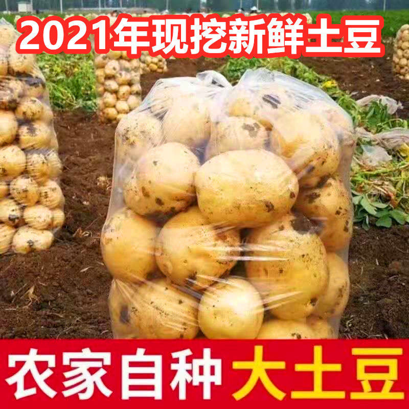 荷兰15  土豆 荷兰土豆。山东土豆产地。荷兰十五土豆。黄心
