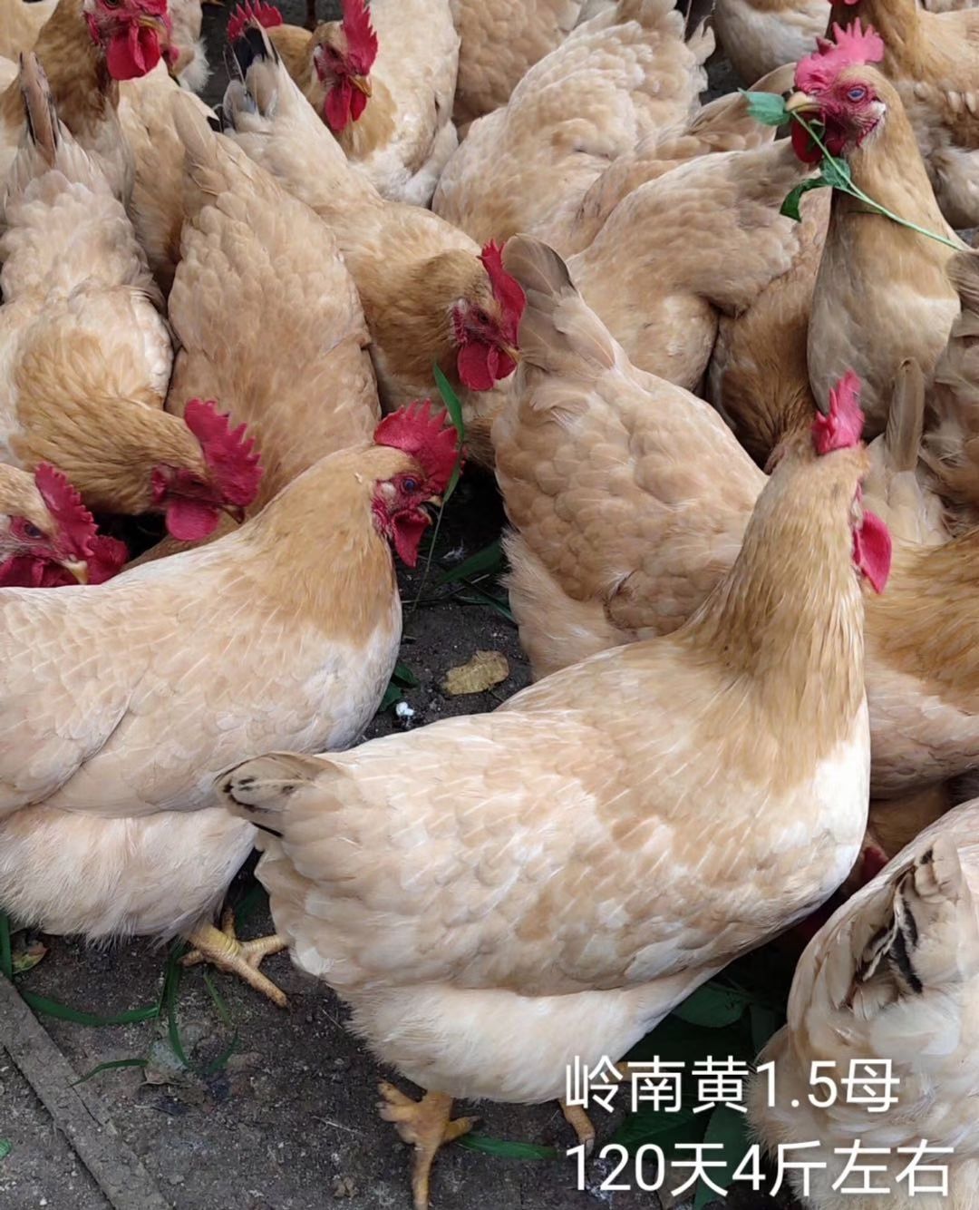 三黄鸡苗 岭南黄1.5母