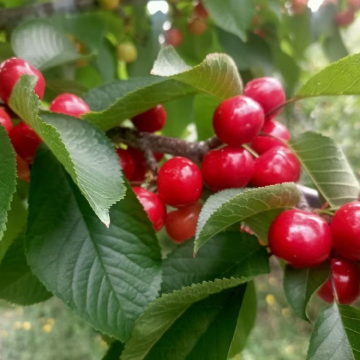 茂县红灯樱桃 四川省阿坝藏族羌族自治州茂县