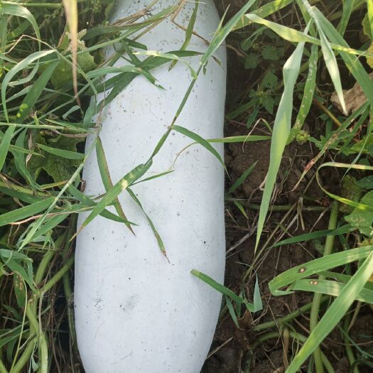 武汉精品白皮冬瓜产地直销大量供应需要的老板联系