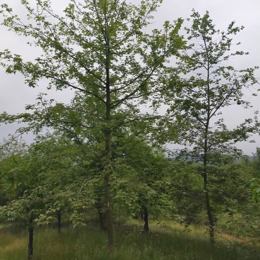 肥西县枫香树 枫香