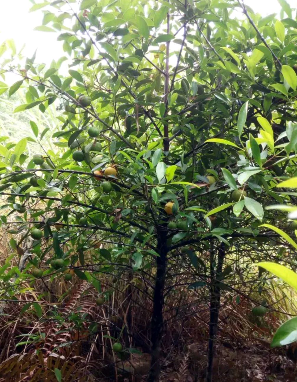山竹树苗 黄金山竹苗