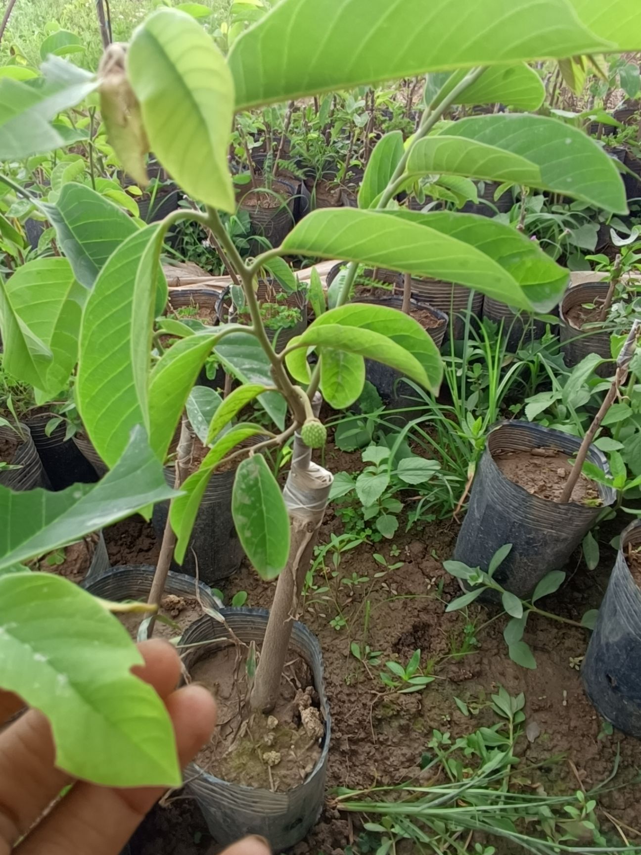 释迦果苗  释迦果树苗林檎苗 番荔枝苗嫁接苗佛陀果ap释迦 凤梨释迦