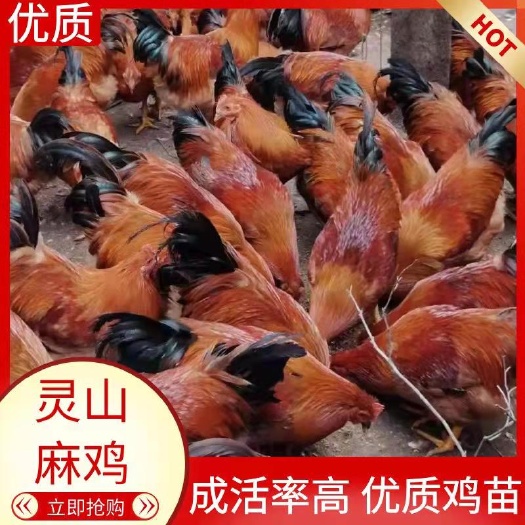 衡南县土鸡苗  灵山土鸡，苗大个个，红毛鸡公苗，包发货包打预苗包路