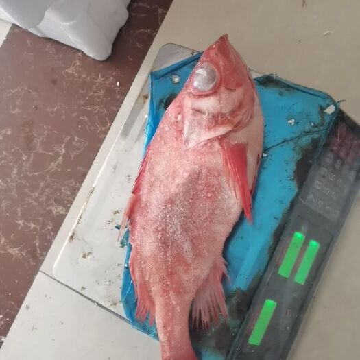 连云港红石斑鱼 红石斑深海石斑鱼